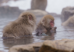 お猿と温泉.png